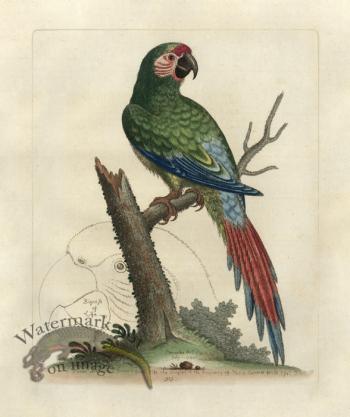 Edwards Parrot 33.jpg
